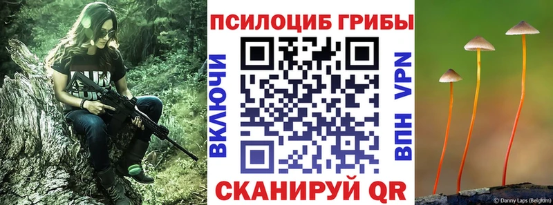 наркотики  Кыштым  Псилоцибиновые грибы Psilocybe 